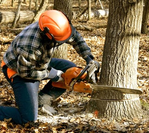 Tree Removal in Marbury, MD